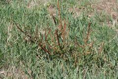 Rumex crispus