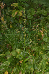 Platanthera sparsiflora