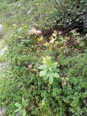 Peucedanum ostruthium