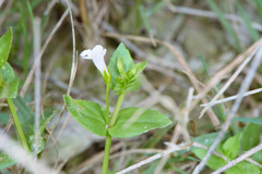 Torenia anagallis