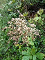 Peucedanum ostruthium