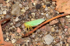 Cicadella viridis