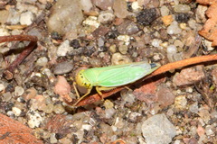 Cicadella viridis