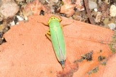Cicadella viridis