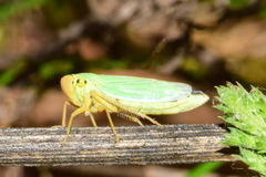 Cicadella viridis