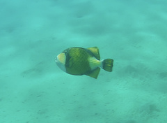 Balistoides viridescens