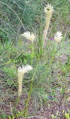 Ptilotus polystachyus