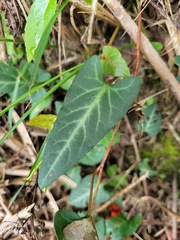 Reynoutria multiflora