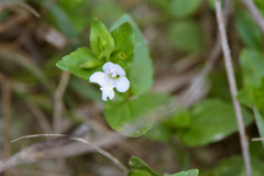 Torenia anagallis