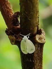 Aleyrodidae