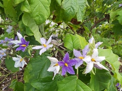 Solanum wrightii