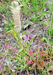 Ptilotus polystachyus