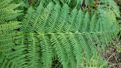 Athyrium