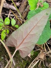 Reynoutria multiflora