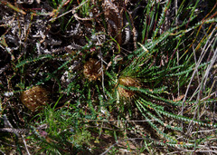 Banksia dallanneyi