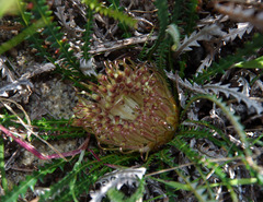 Banksia dallanneyi