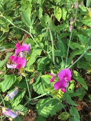Lathyrus latifolius