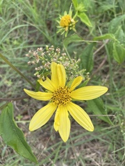 Helianthus tuberosus