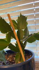 Schlumbergera truncata