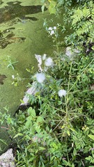 Erechtites hieraciifolius