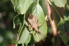Gonocerus acuteangulatus