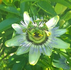 Passiflora caerulea