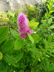 Spiraea douglasii