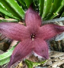 Stapelia grandiflora