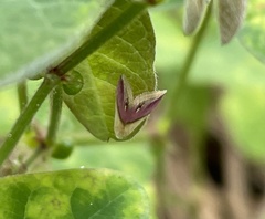 Eublemma cochylioides