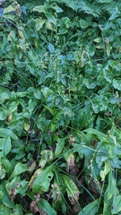 Platanthera sparsiflora