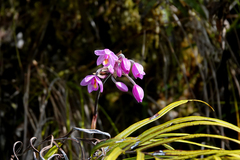 Spathoglottis parviflora
