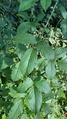 Rubus pensilvanicus