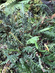 Doodia caudata caudata