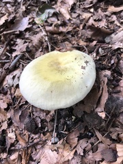 Russula delica