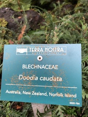 Doodia caudata caudata