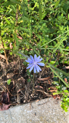 Cichorium intybus