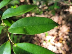 Castanopsis carlesii