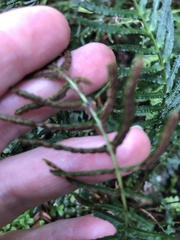 Doodia caudata caudata