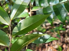 Castanopsis carlesii