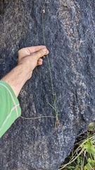 Calliscirpus criniger