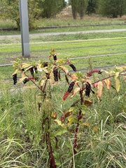 Phytolacca americana