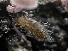 Orchesella villosa