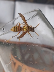 Polistes olivaceus
