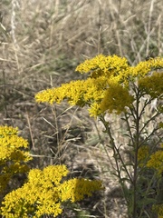 Solidago nemoralis