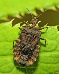 Usingerida verrucigera