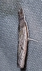 Fissicrambus mutabilis