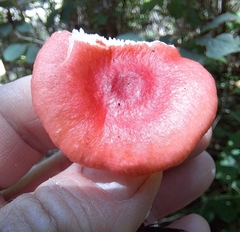 Russula sanguinea