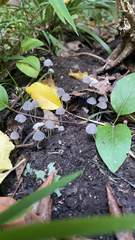 Coprinellus disseminatus