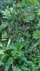 Micranthes odontoloma