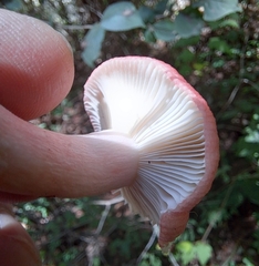 Russula sanguinea